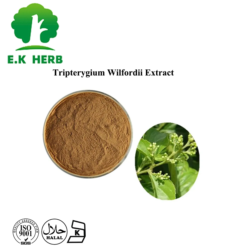 E. K Herb ISO Halal Certified Chinese Herb Lei Gong Teng Extract Tripterygium Wilfordii Extract Triptolide 98% CAS 38748-32-2