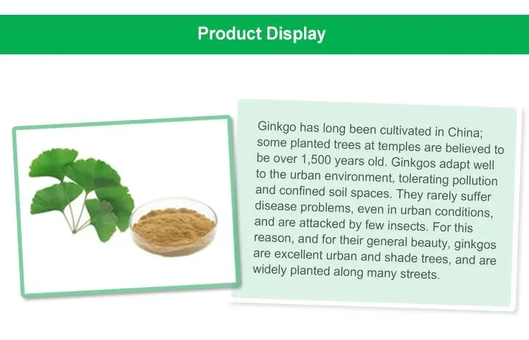 Ginkgo Biloba Dry Extract with 24% Ginkgo Flavoglycosides &amp; 6% Terpene Lactones