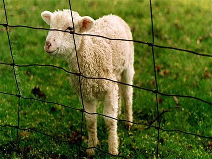 Hinge Joint Light Farm Fence for Cattle and Sheep