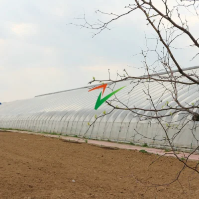 Po la luz solar Solar de la película de plástico con colcha de efecto invernadero de hortalizas de invierno