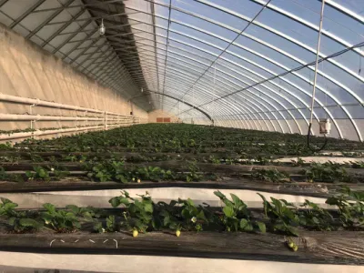  Easy Install Solar Sunlight Film Greenhouse per climi freddi