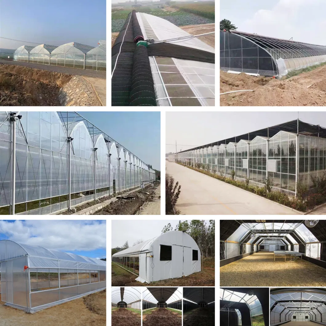 ISO Certified Newly Developed Single Slope Sunlight Film/Polycarbonate Greenhouse for Vegetable/Seedlings/Hydroponics