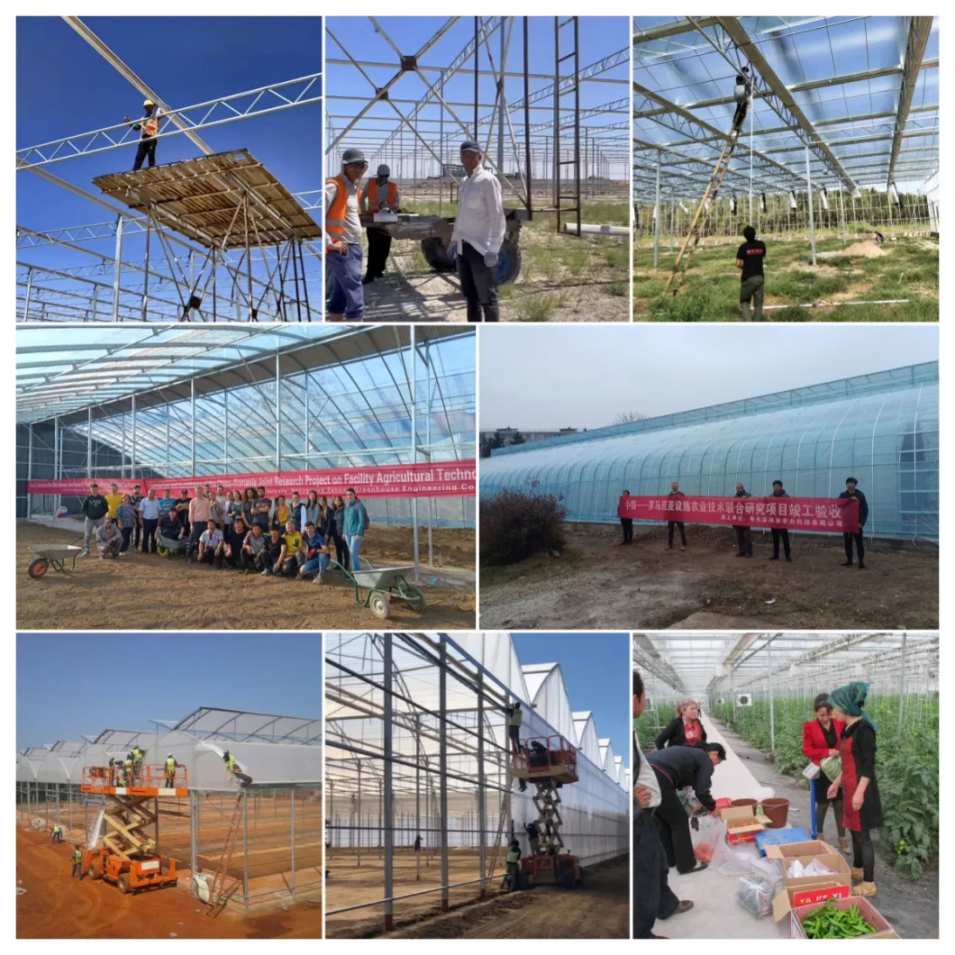 ISO Certified Newly Developed Single Slope Sunlight Film/Polycarbonate Greenhouse for Vegetable/Seedlings/Hydroponics