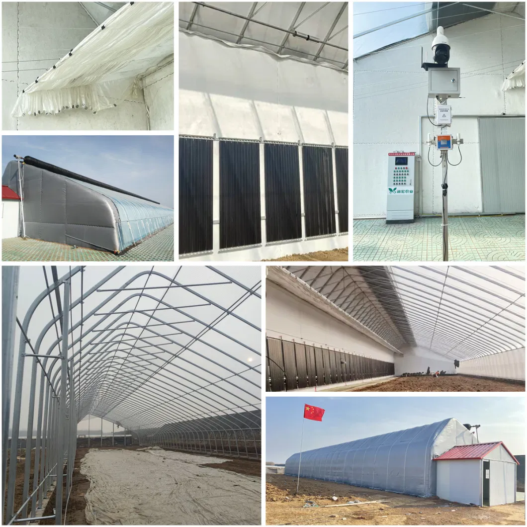 ISO Certified Newly Developed Single Slope Sunlight Film/Polycarbonate Greenhouse for Vegetable/Seedlings/Hydroponics