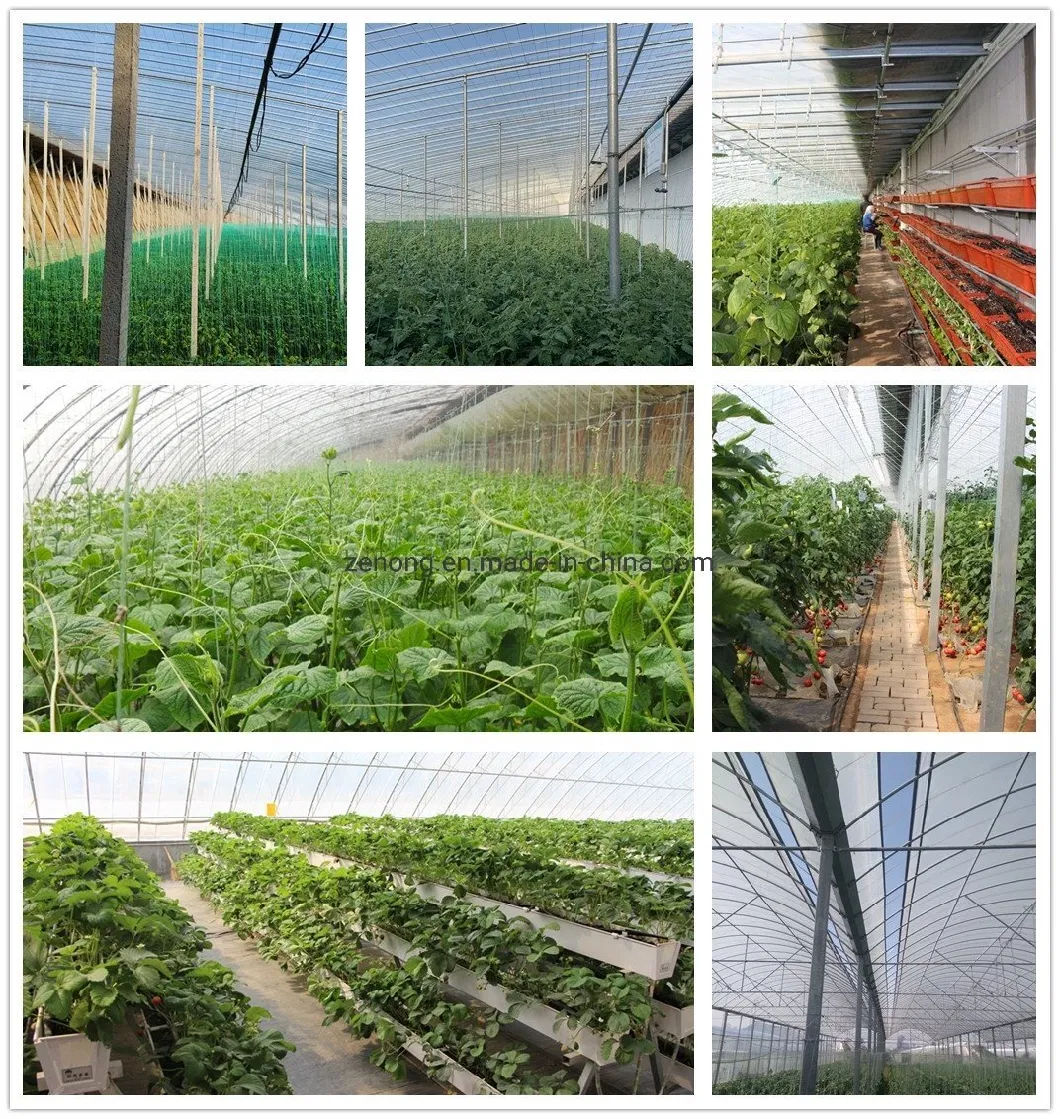 Sinking Type Sunlight Greenhouse with Plastic Film Coating for Winter Planting