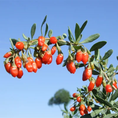  Chinese Wolfberry Goji Berry Extract Powder 50% Polysaccharide