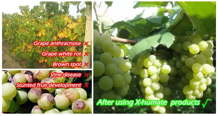 Sodium Humate Soluble Humic Acid Powder