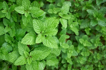 Peppermint Leaf Powder Peppermint Extract Powder