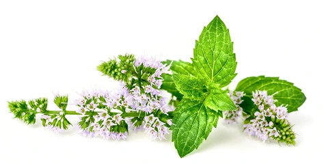 Peppermint Leaf Powder Peppermint Extract Powder