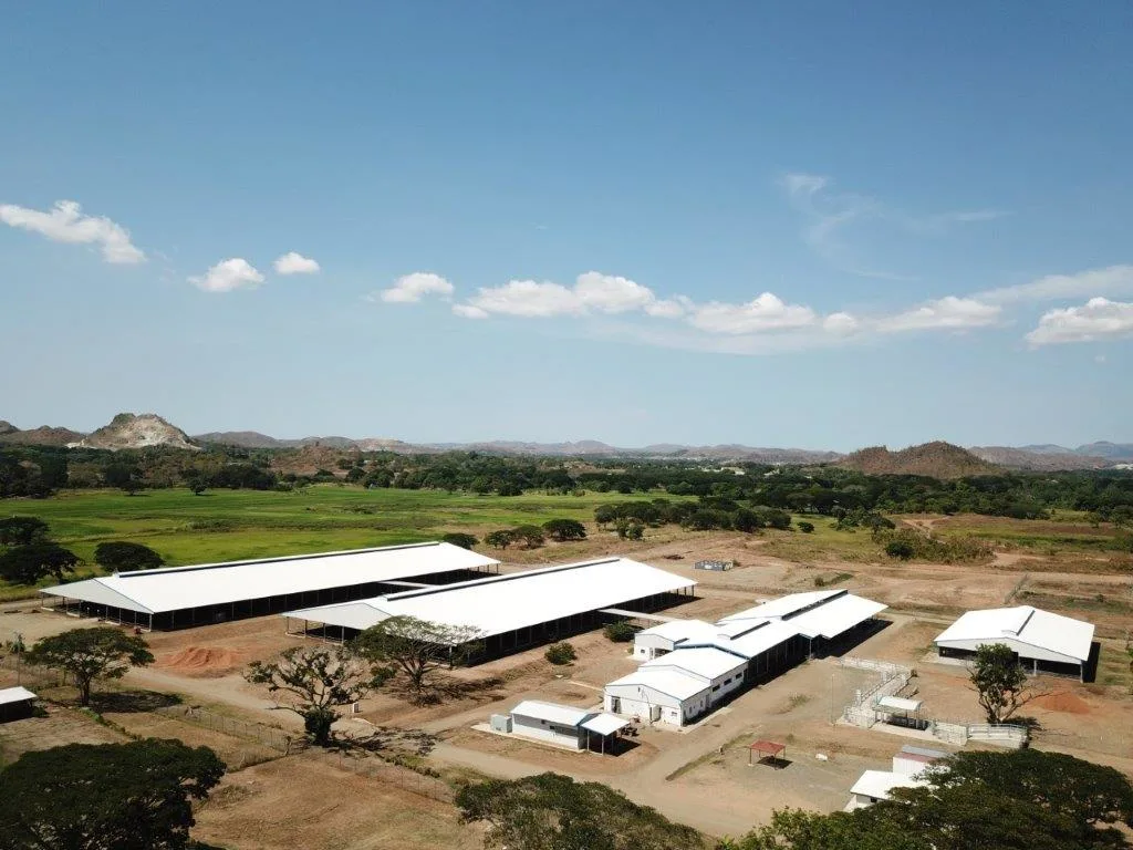 Prefabricated Steel Structure Cow Feeding Shed for Papua New Guinea Clients