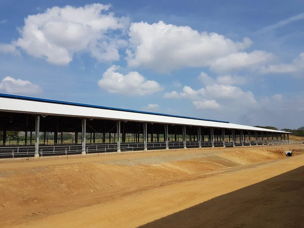 Prefabricated Steel Structure Cow Feeding Shed for Papua New Guinea Clients