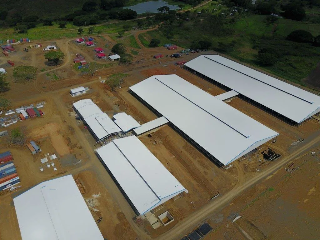 Prefabricated Steel Structure Cow Feeding Shed for Papua New Guinea Clients