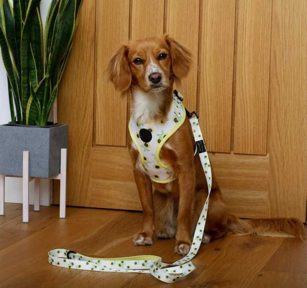 Hardwearing and Stylish Dog Lead with Matching Dog Collar Harness