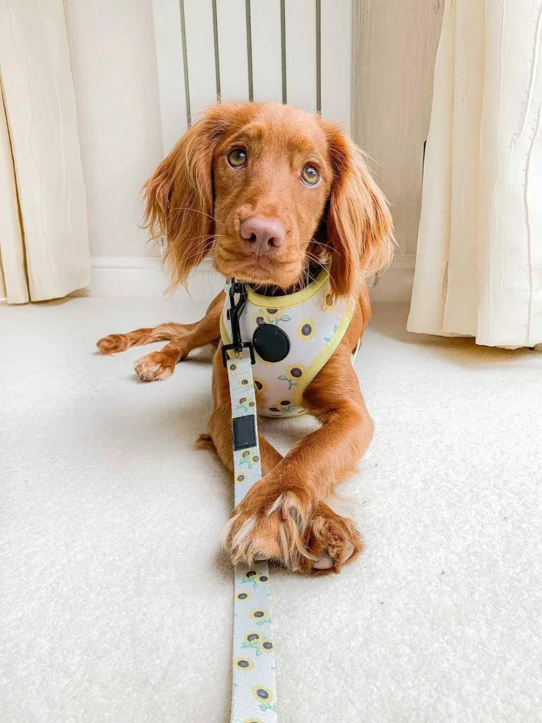 Hardwearing and Stylish Dog Lead with Matching Dog Collar Harness