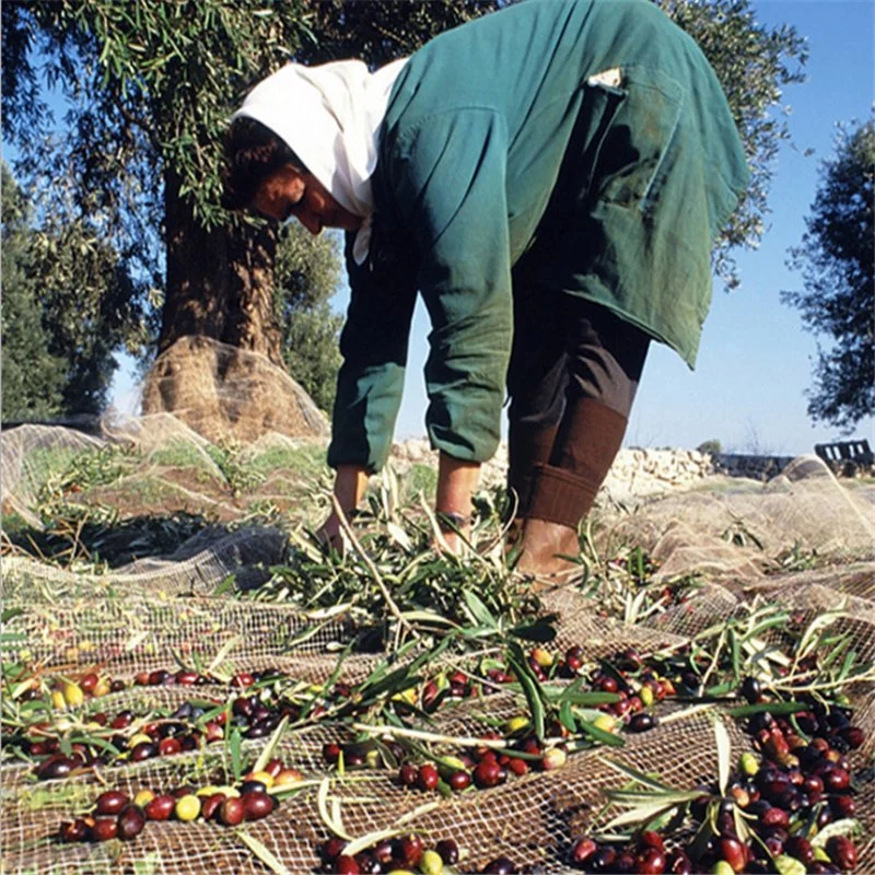 High Quality 100% Virgin HDPE Olive Tree Harvest Nets