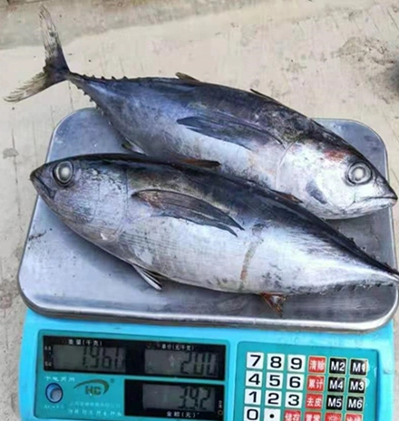 Production Processing Fresh Ikan Whole Round Frozen Yellowfin Tuna