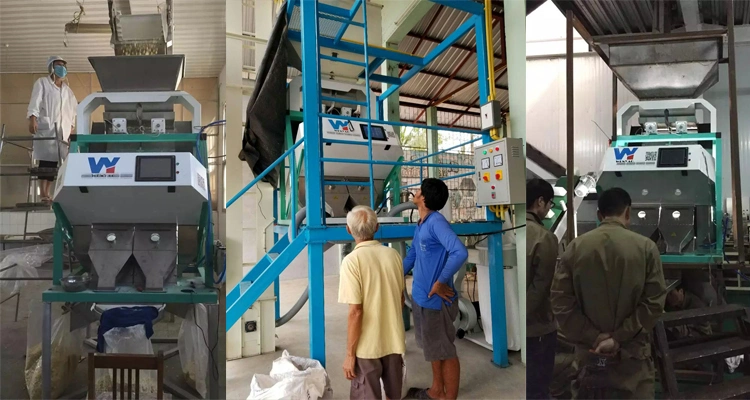 CCD Camera Cashew Nut Grading Machine Color Separator for Cashew