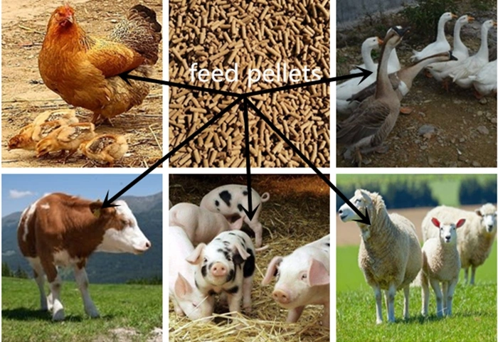 Ring Die Animal Feed Pellet Machine Poultry Feed Pellet Mill