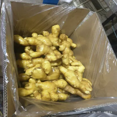 Fornitura selezionata Super Quality Cinese fresco o aria essiccata Ginger