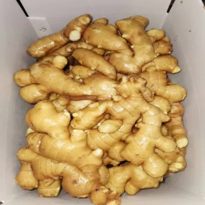 Fornitura selezionata Super Quality Cinese fresco o aria essiccata Ginger