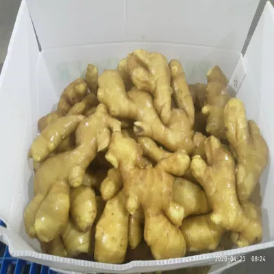 Fornitura selezionata Super Quality Cinese fresco o aria essiccata Ginger