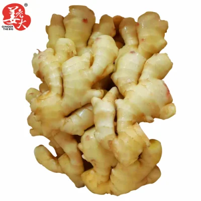Fornitura selezionata Super Quality Cinese fresco o aria essiccata Ginger