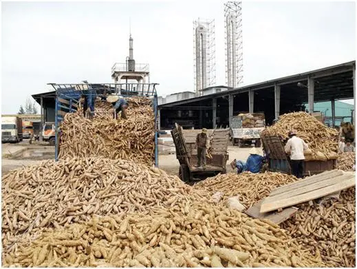 Cassava Residue / Cassava Residue Powder / Cassava Residue Pellet Feed Ingredients Feed Grade Protein Cassava Residue Products Jinan Fengli Feed