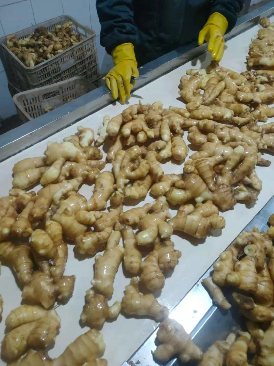 Supply Selected Super Quality Chinese Fresh or Air Dried Ginger