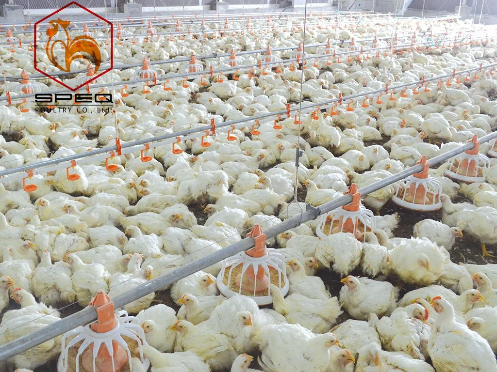 Purchase Chinese Manufacturer Livestock Machinery Poultry Farm Feeding Equipment