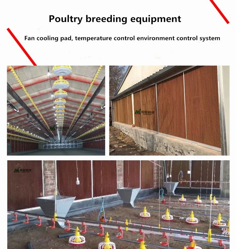 Chinese Big Herdsman Farm Broiler/Breeder Feeding Equipment/Full Set of Supply