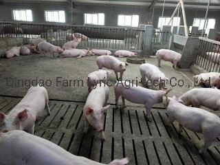 Chinese Big Herdsman Pan Chain/Feeding Equipment for Pig Farm