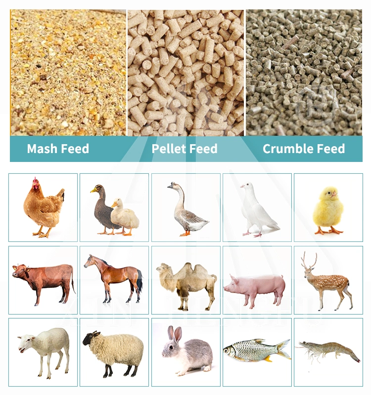 Compact Structure Animal Food Pellet Mill Poultry Feed Plant From China