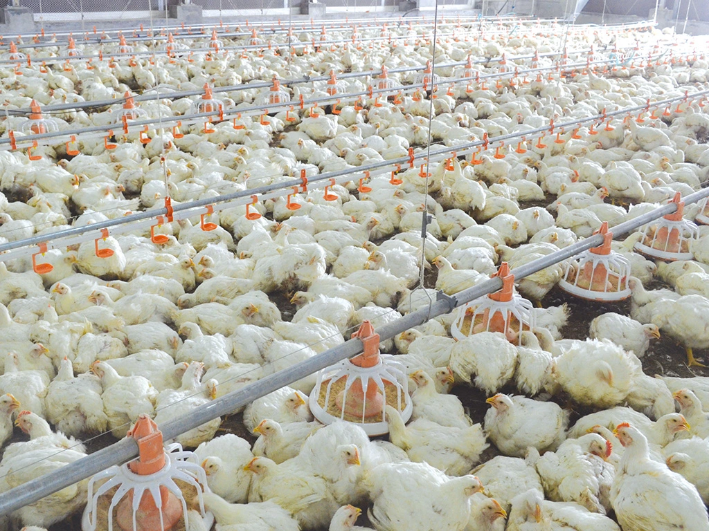 Chinese Manufacturer Poultry Farming Automatic Broiler Feeding Equipment