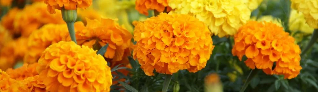 Feed Grade, Food Grade Plant Extract Lutein Marigold Flower Extract Zeaxanthin