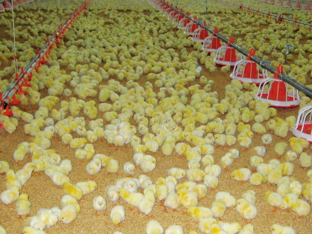 Chinese Manufacturer Poultry Farming Automatic Broiler Feeding Equipment
