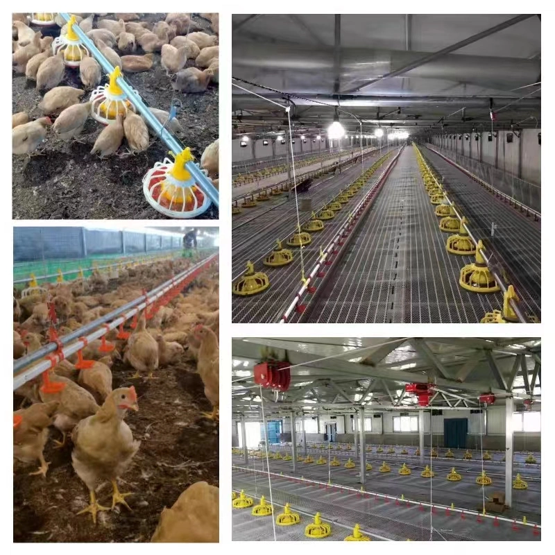 Purchase Chinese Manufacturer Livestock Machinery Poultry Farm Feeding Equipment