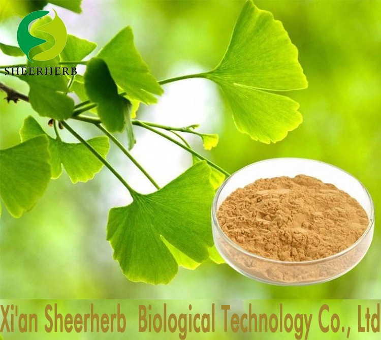 Sheerherb Natural Plant Extract Organic Ginkgo Biloba Extract for Lower Blood Pressure Herb Herbal