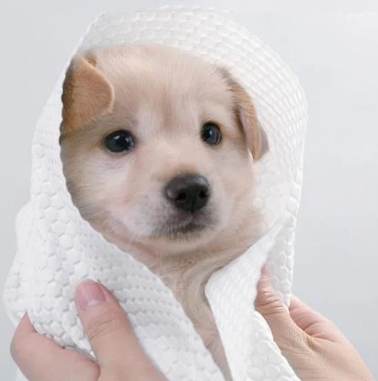 Customized Mini Portable Non-Woven Fabric Cotton Soft Pet Disposable Bath Towel