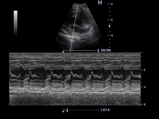 Mindray Vet Ultrasound Dp 50 Mindray Veterinary Ultrasound Portable Color Doppler Mindray Ultrasonic Scanner Dp50 Vet Machine