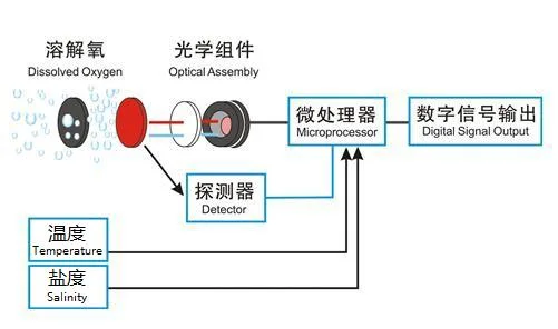 Veinasa-Rjy06 Digital Aquarium Fluorescence 24V Analog Probe Optical Arduino Dissolved Oxygen Sensor