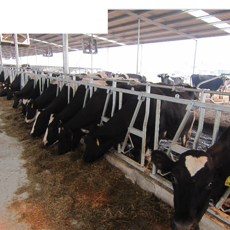 Heavy Duty Hot DIP Galvanized Bending Welding Livestock Equipment Cattle Yard Panel