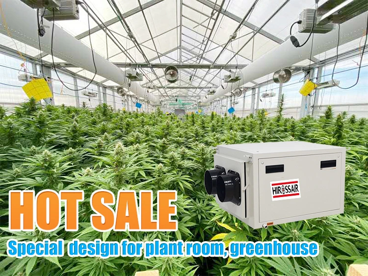 Hiross Customized Ceiling Mounted Duct Moisture Removal Warmth Dehumidifier for Greenhouse