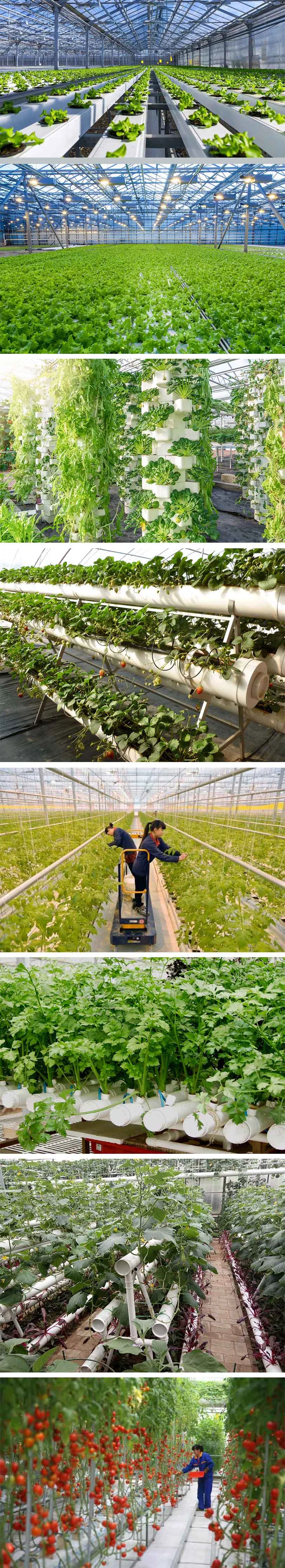 Agricultural Greenhouse Plastic Sheet Covering for Sale