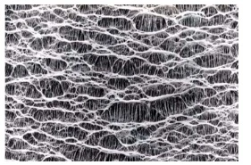 Hidrofílico Membrane-Eptfe Eptfe 0,45 um