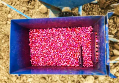Rivestimenti coloranti per semi liquidi a base di acqua CNMI