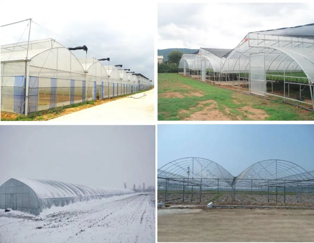 Film Multi Span Hydroponics Vegetables Warehouse Greenhouse with Cooling System