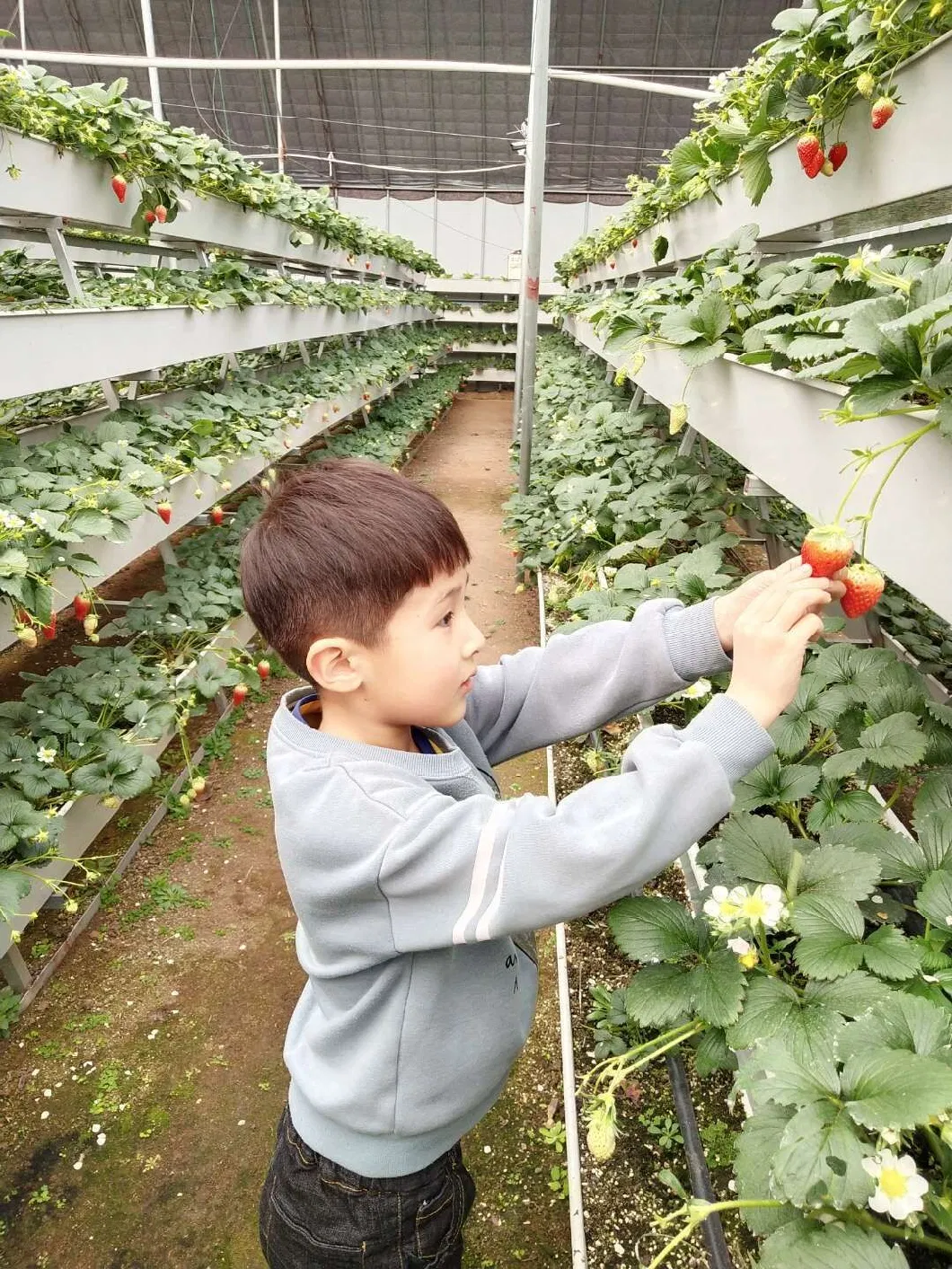 Hydroponics Greenhouse Nft Growing System Vertical PVC Strawberry Gutter Coco Coir Substrate Media Vegetable Grow System