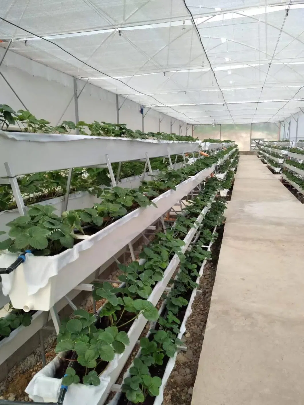 Hydroponics Greenhouse Nft Growing System Vertical PVC Strawberry Gutter Coco Coir Substrate Media Vegetable Grow System