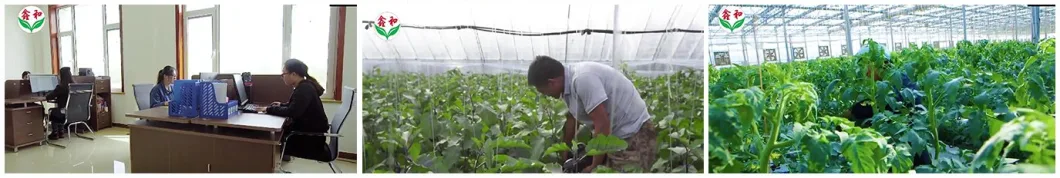 Film Multi Span Hydroponics Vegetables Warehouse Greenhouse with Cooling System