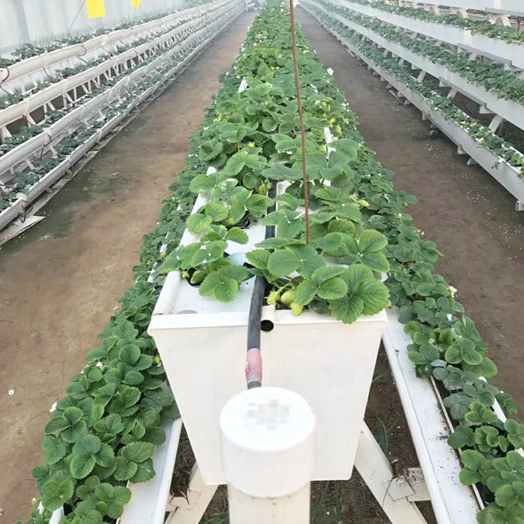 Hydroponics Greenhouse Nft Growing System Vertical PVC Strawberry Gutter Coco Coir Substrate Media Vegetable Grow System